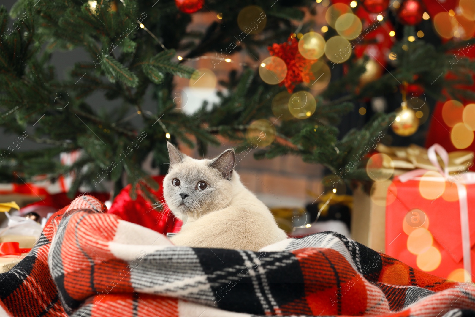 Photo of Cute cat on plaid under Christmas tree at home