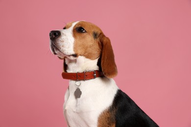 Photo of Adorable Beagle dog in stylish collar with metal tag on pink background
