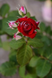 Photo of Beautiful red rose on bush, closeup. Space for text