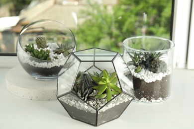 Glass florariums with different succulents on windowsill