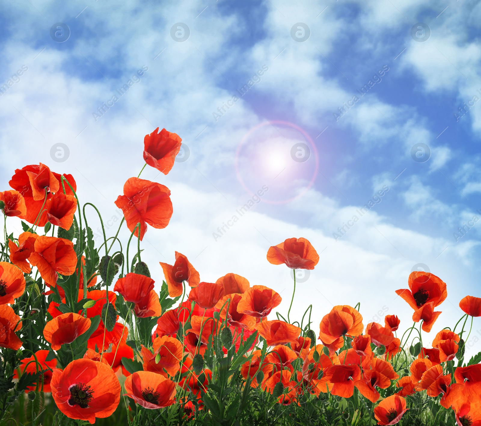 Image of Beautiful red poppy flowers under blue sky with clouds