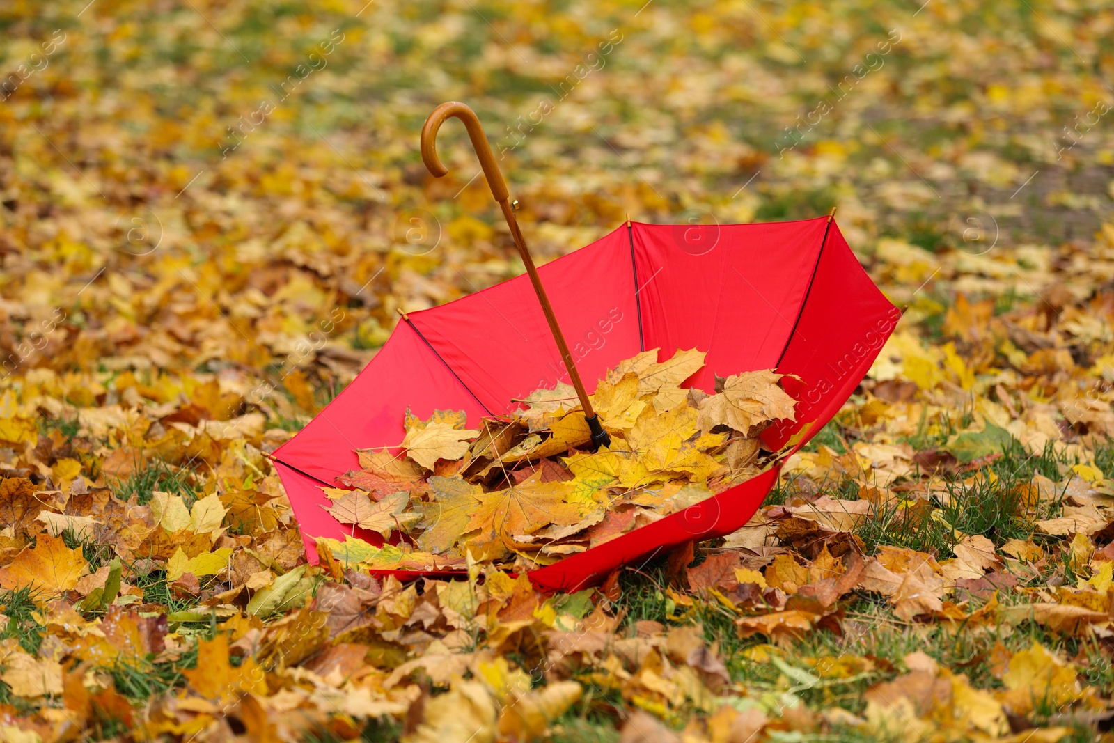 Photo of Open umbrella with fallen autumn leaves on grass in park