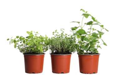 Photo of Different aromatic potted herbs on white background