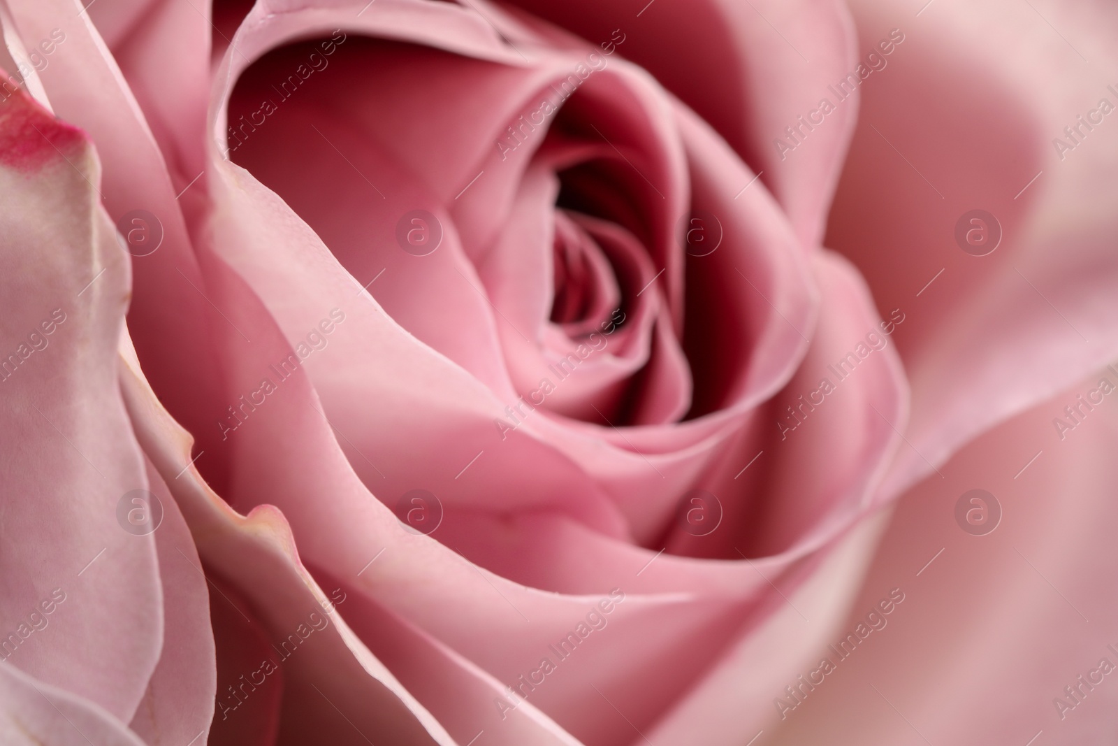 Photo of Closeup view of beautiful blooming rose as background. Floral decor