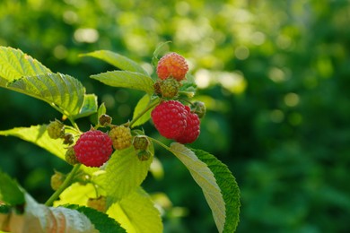 Photo of Beautiful raspberry branch with ripening berries in garden, closeup. Space for text