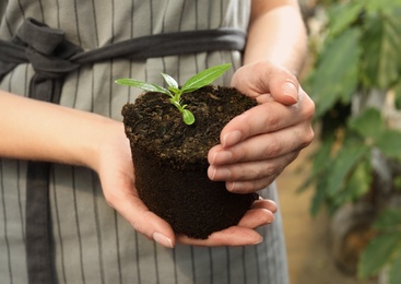 Photo of Woman holding soil with seedling in greenhouse, closeup