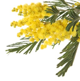 Beautiful mimosa plant with yellow flowers isolated on white