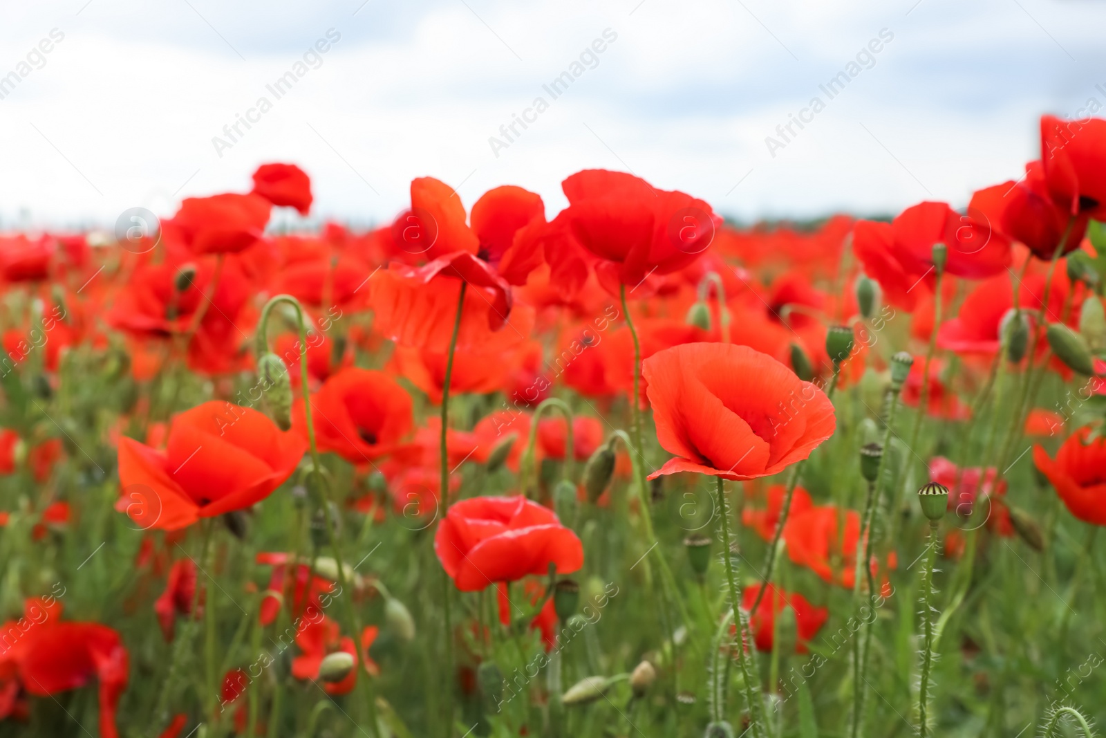 Photo of Beautiful red poppy flowers growing in field