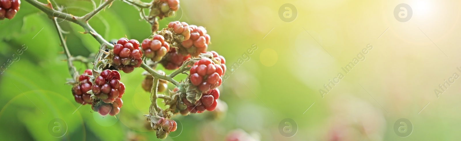 Image of Ripening blackberries on branch against blurred background, closeup. Banner design with space for text