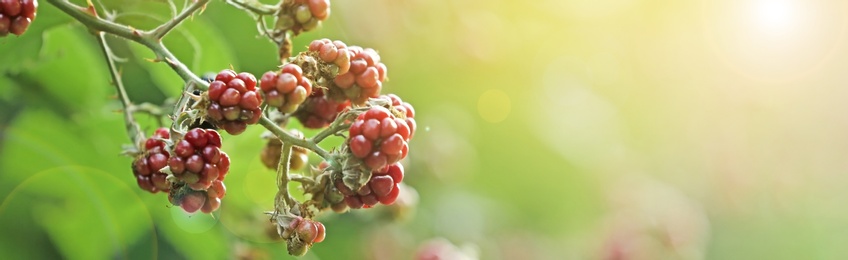 Ripening blackberries on branch against blurred background, closeup. Banner design with space for text