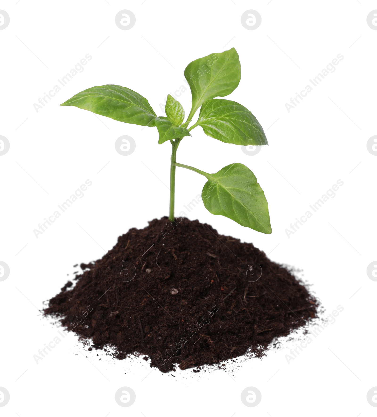 Photo of Green seedling growing in soil isolated on white