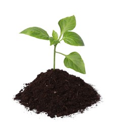 Green seedling growing in soil isolated on white