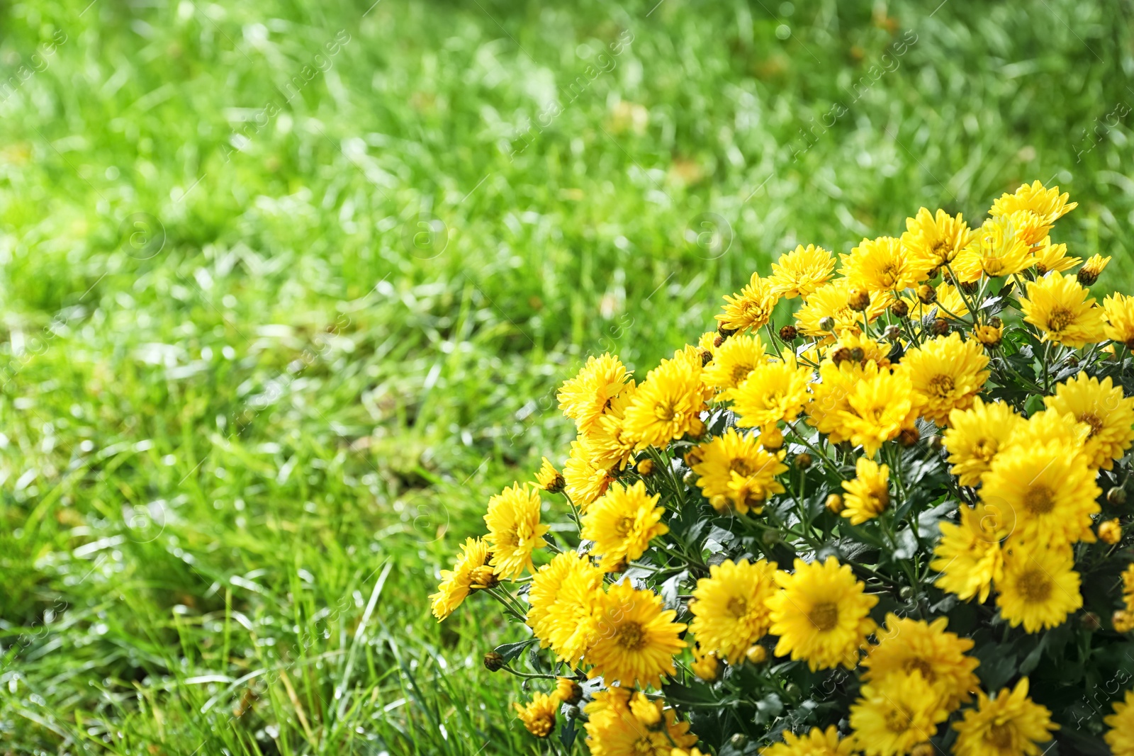 Photo of Beautiful colorful chrysanthemum flowers on green grass. Space for text