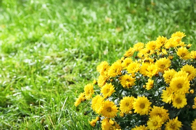 Beautiful colorful chrysanthemum flowers on green grass. Space for text