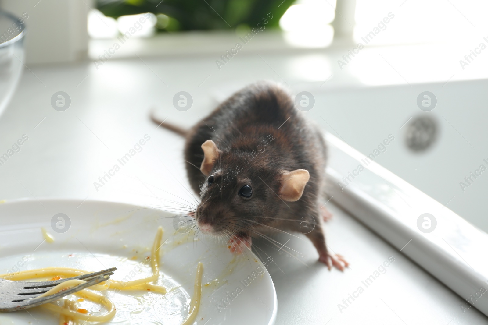 Photo of Rat near dirty plate on kitchen counter. Pest control