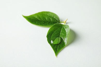 Photo of Beautiful green leaves with water drop on white background