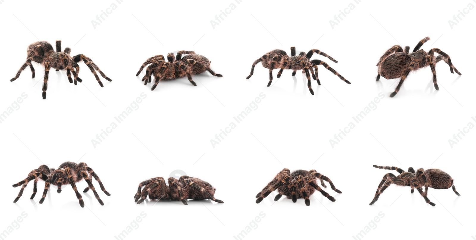 Image of Collage of striped knee tarantula (Aphonopelma seemanni) on white background