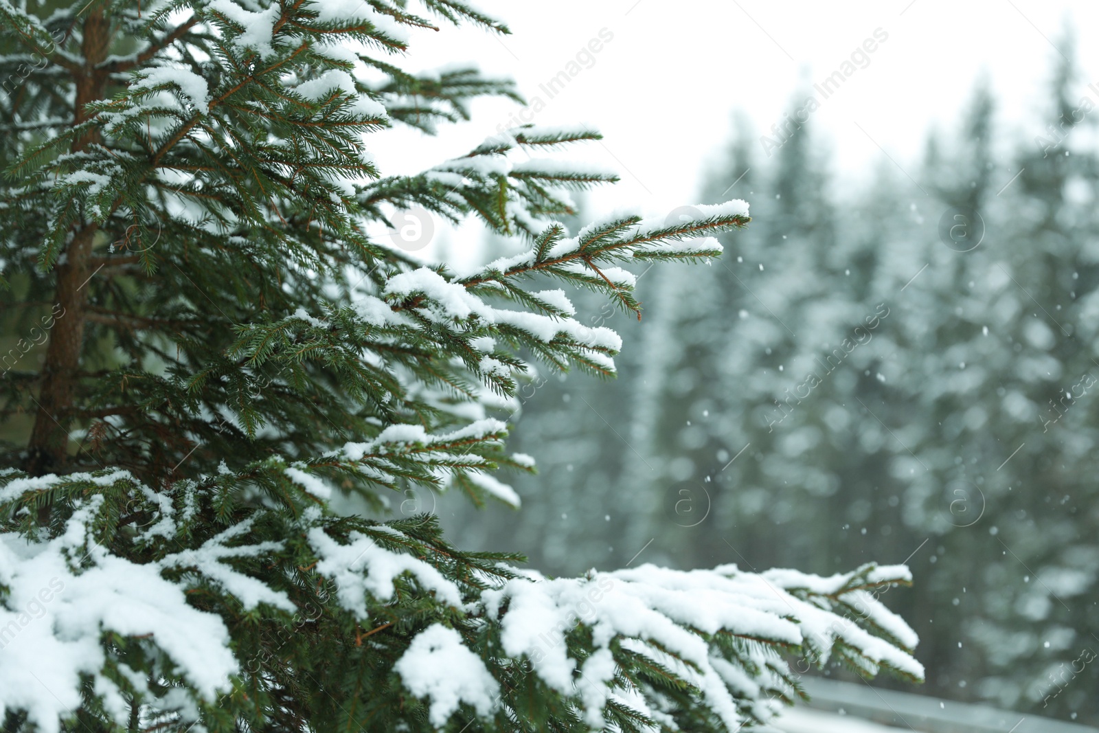 Photo of Closeup view of fir tree covered with snow outdoors on winter day. Space for text
