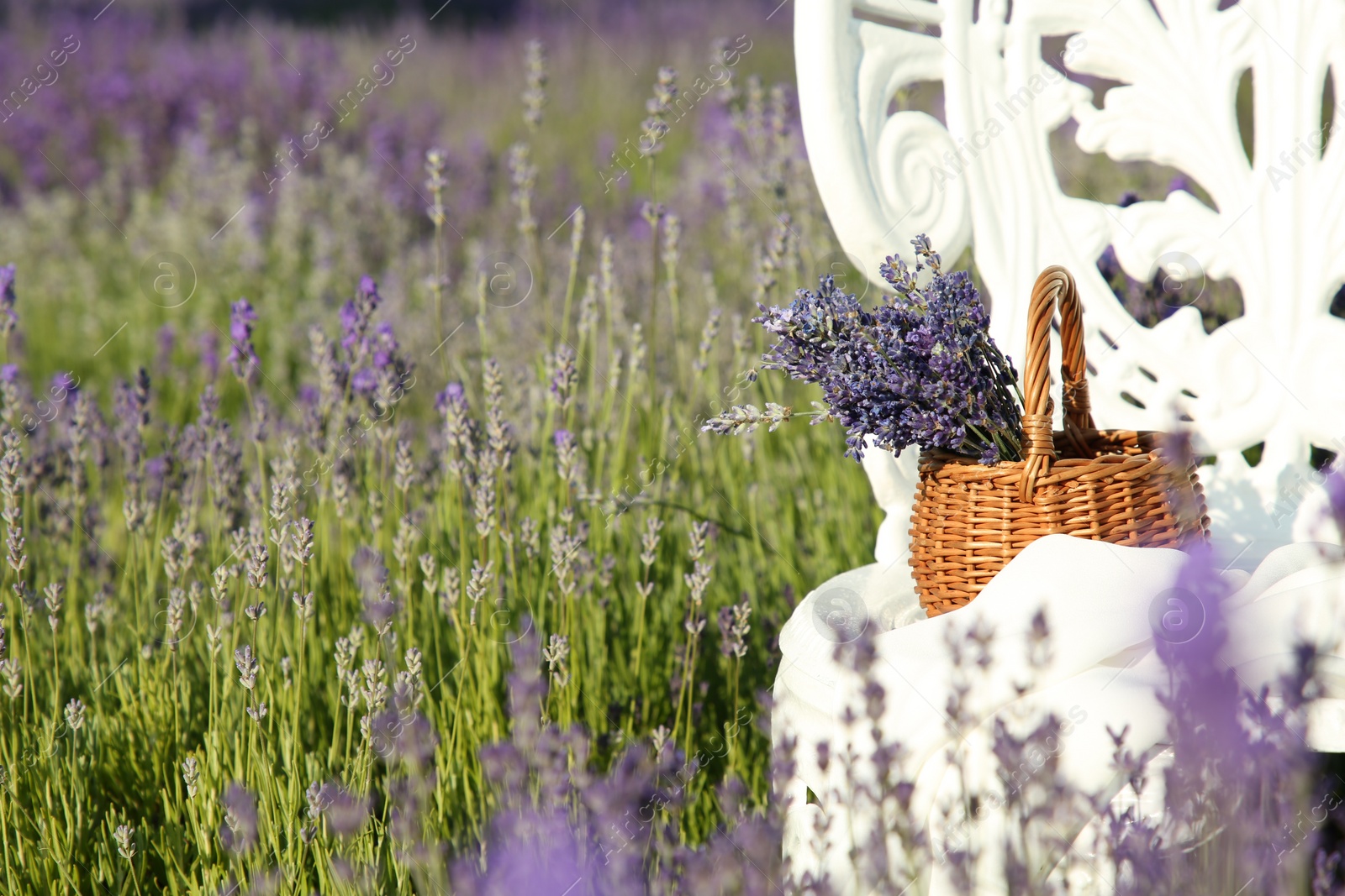 Photo of Wicker bag with beautiful lavender flowers on chair in field, space for text