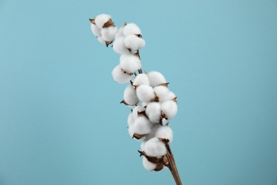 Photo of Beautiful cotton branch with fluffy flowers on light blue background