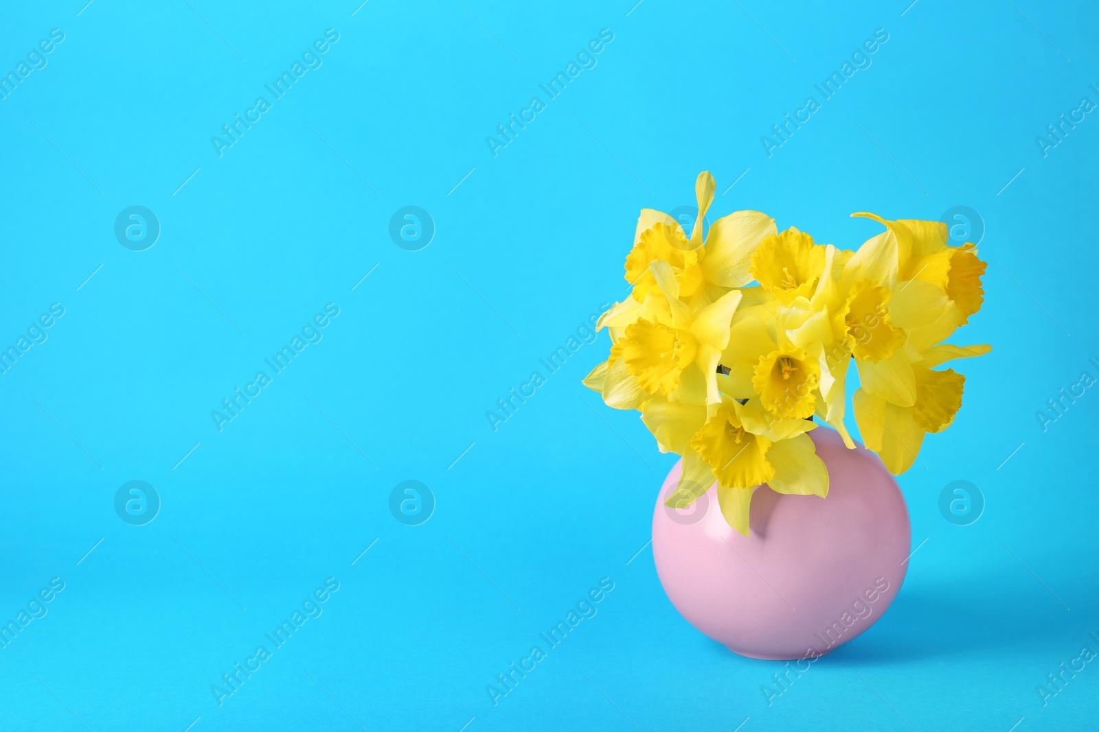 Photo of Bouquet of beautiful yellow daffodils in vase on light blue background, space for text