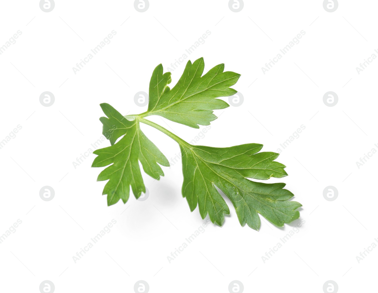 Photo of Fresh green organic parsley on white background