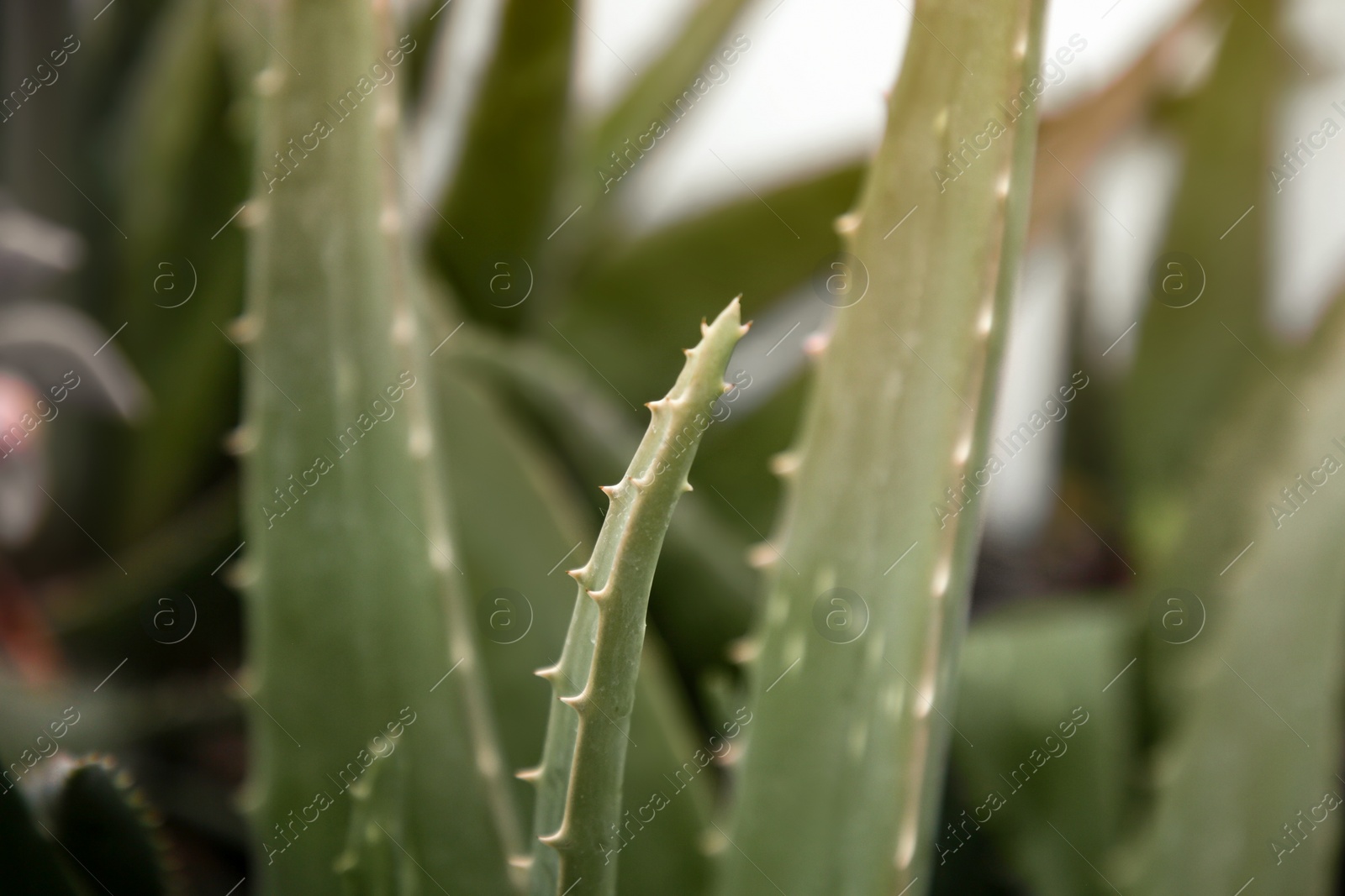 Closeup view of beautiful aloe vera plant growing outdoors Photo of Closeup view of beautiful aloe vera plant growing outdoors