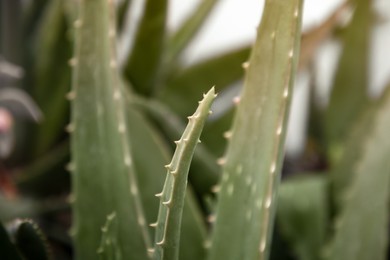 Photo of Closeup view of beautiful aloe vera plant growing outdoors