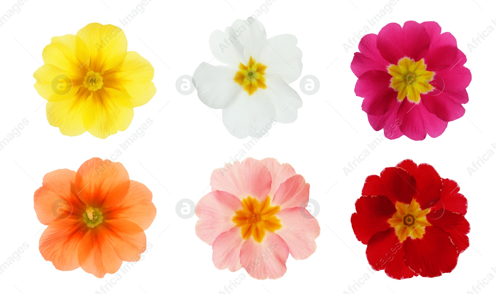 Image of Set with different beautiful primula (primrose) flowers on white background, banner design. Spring blossom