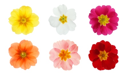 Image of Set with different beautiful primula (primrose) flowers on white background, banner design. Spring blossom