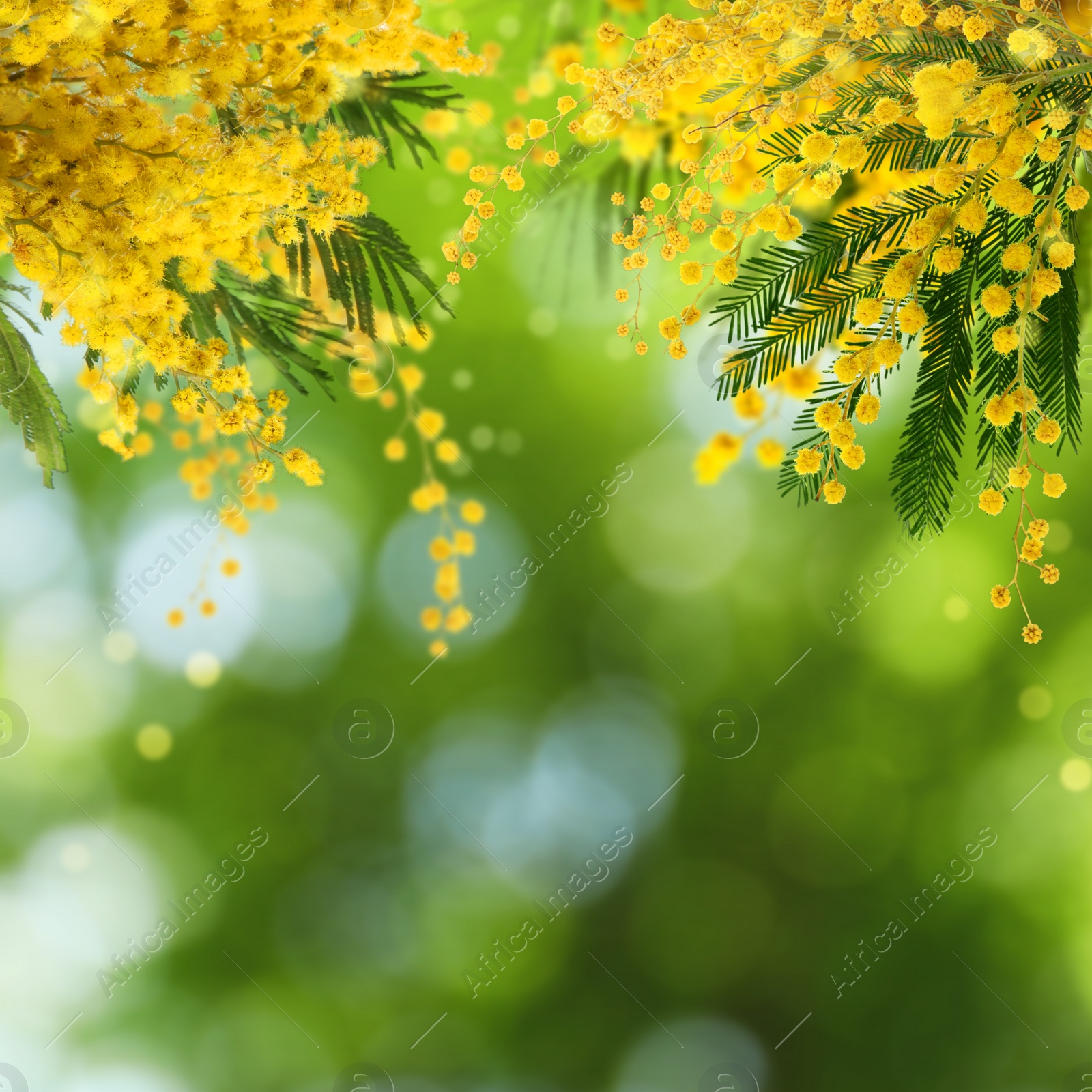 Image of Beautiful yellow mimosa flowers outdoors on sunny day. Bokeh effect