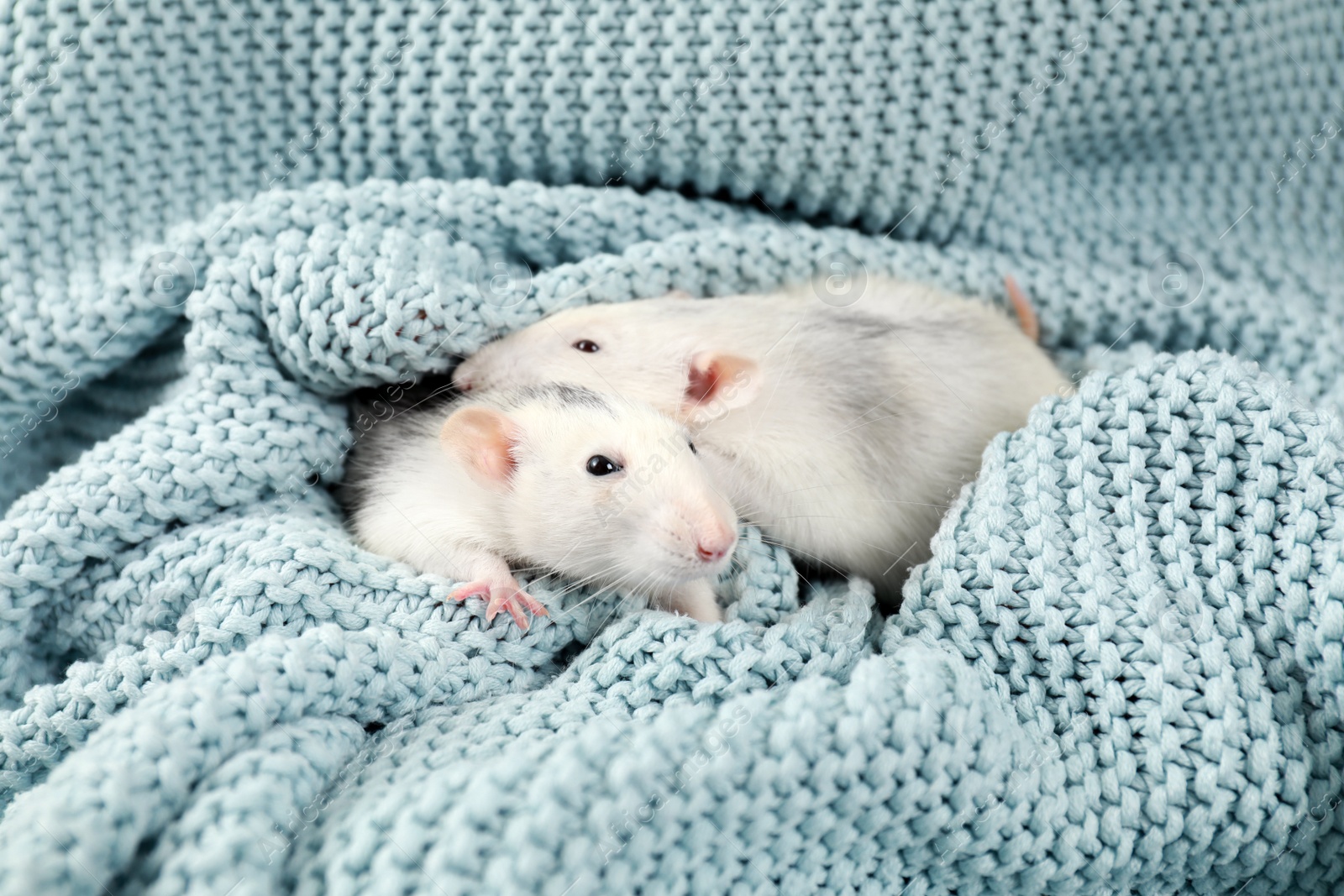 Photo of Cute small rats and soft knitted blanket