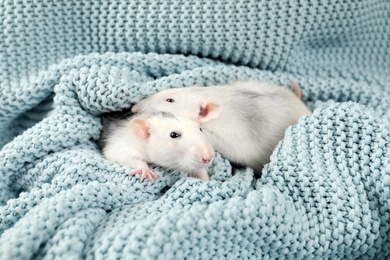 Photo of Cute small rats and soft knitted blanket