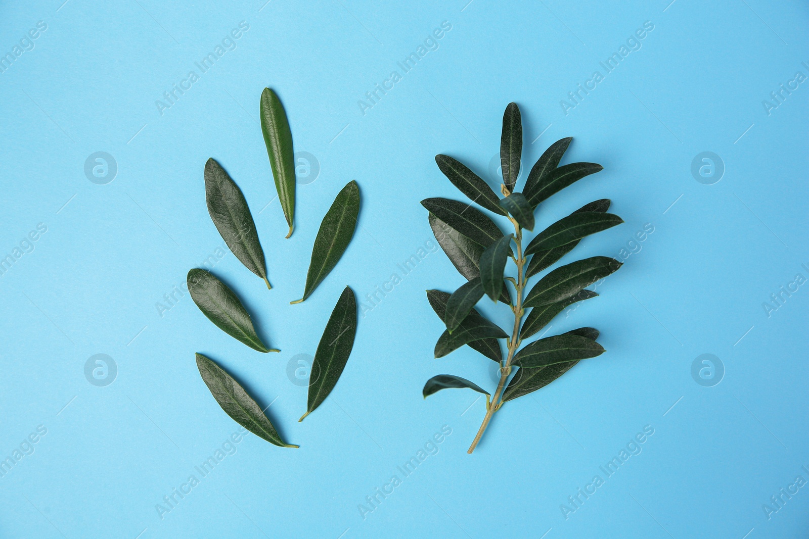 Photo of Olive twig with fresh green leaves on light blue background, flat lay