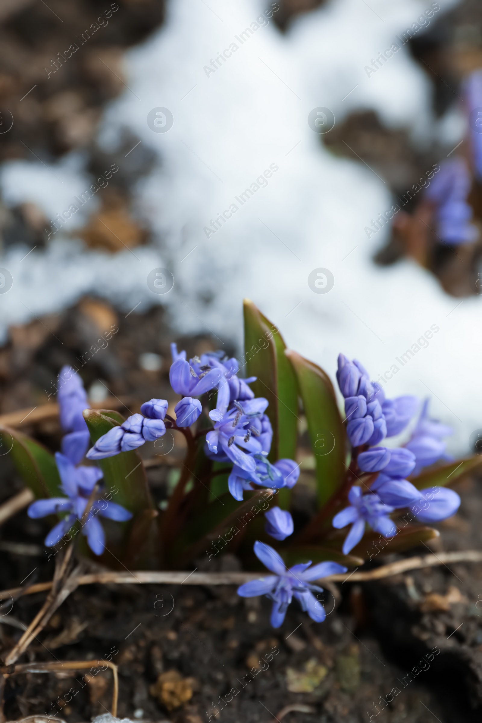 Photo of Beautiful lilac alpine squill flowers growing outdoors