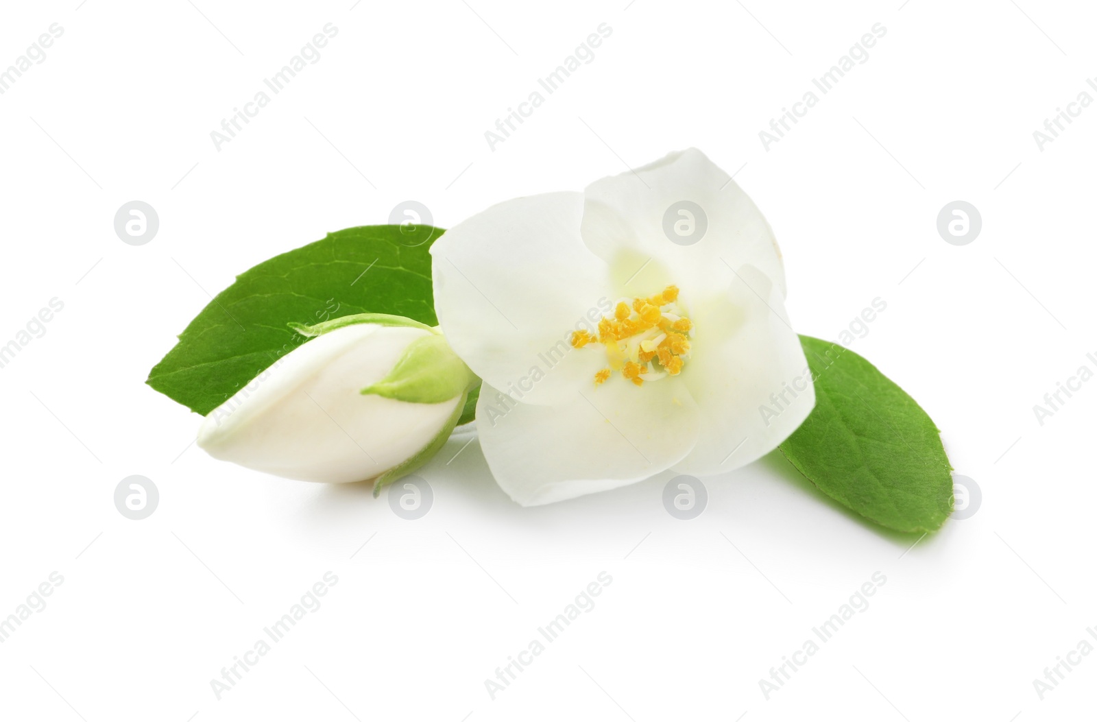 Photo of Beautiful flowers of jasmine plant with leaves on white background