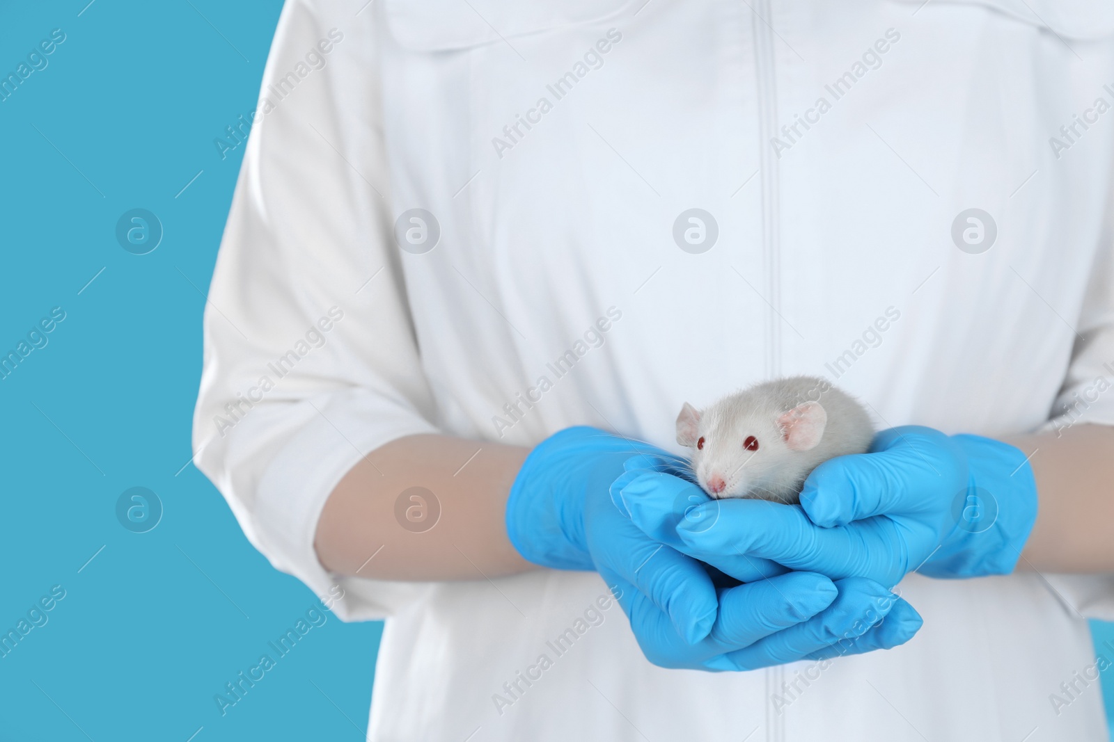 Photo of Scientist holding rat on light blue background, closeup. Animal testing concept