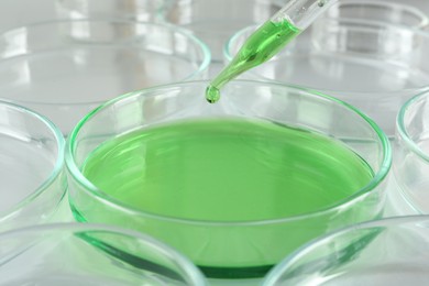 Dripping green reagent into Petri dish with liquid on white table, closeup