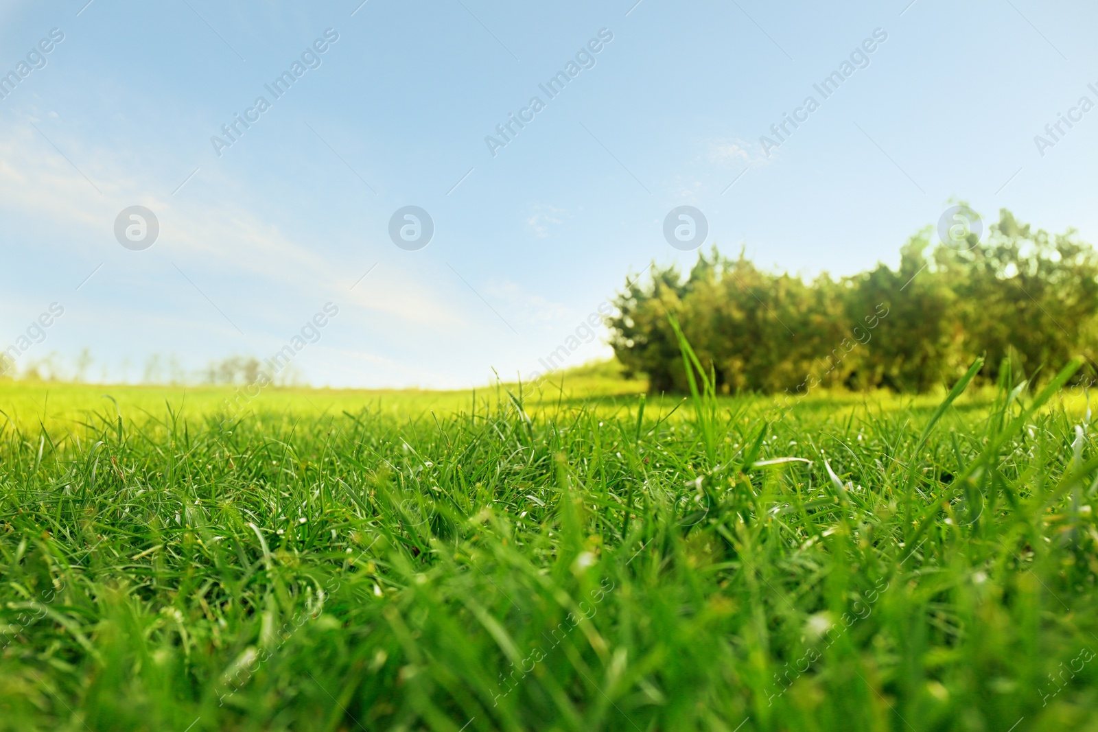 Photo of Picturesque landscape with beautiful green lawn on sunny day