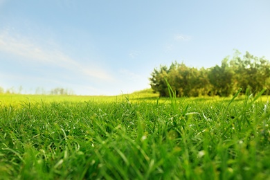 Picturesque landscape with beautiful green lawn on sunny day