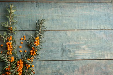 Photo of Branches of sea buckthorn on blue wooden table, flat lay. Space for text