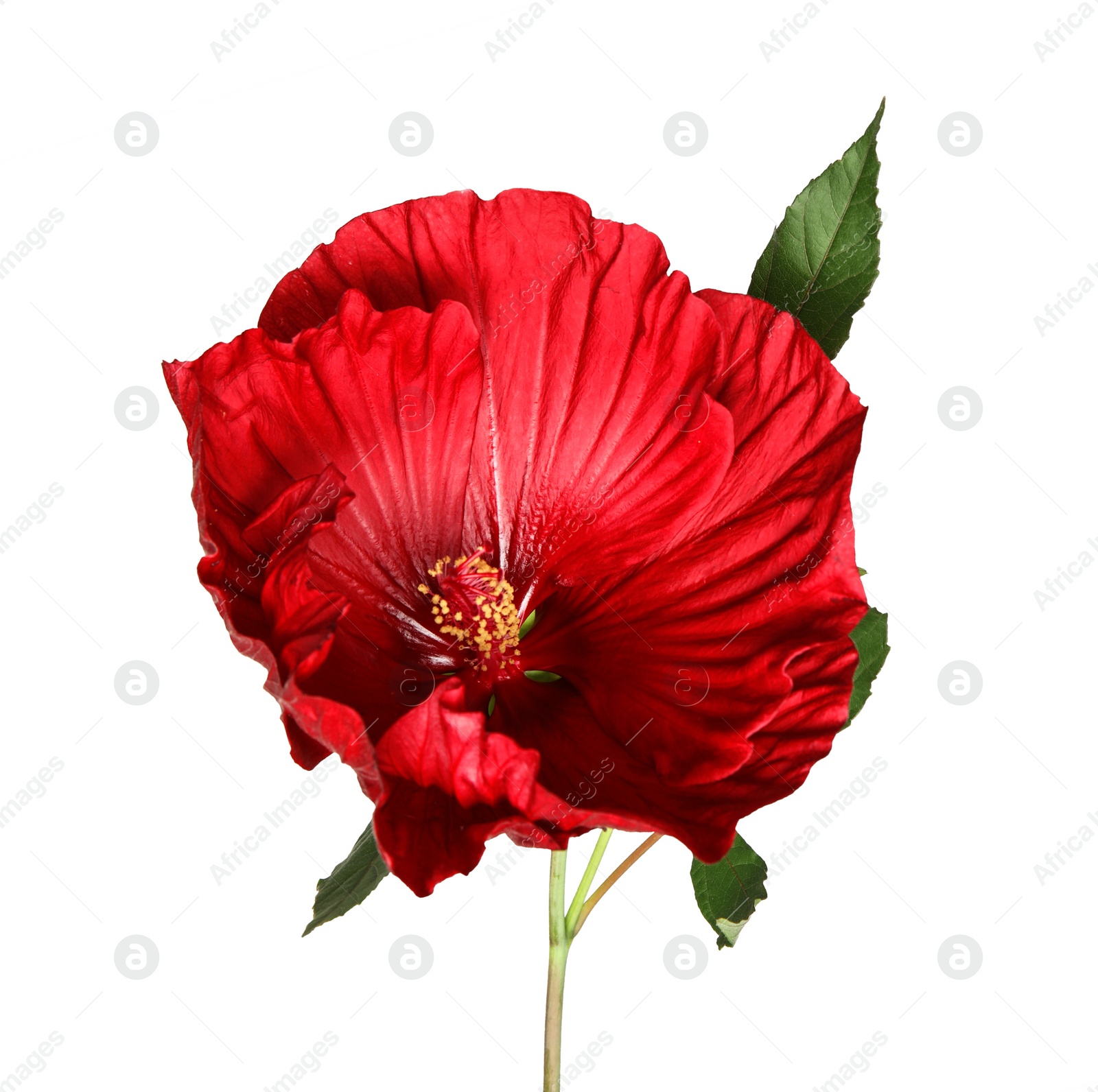 Photo of Beautiful red hibiscus flower on white background