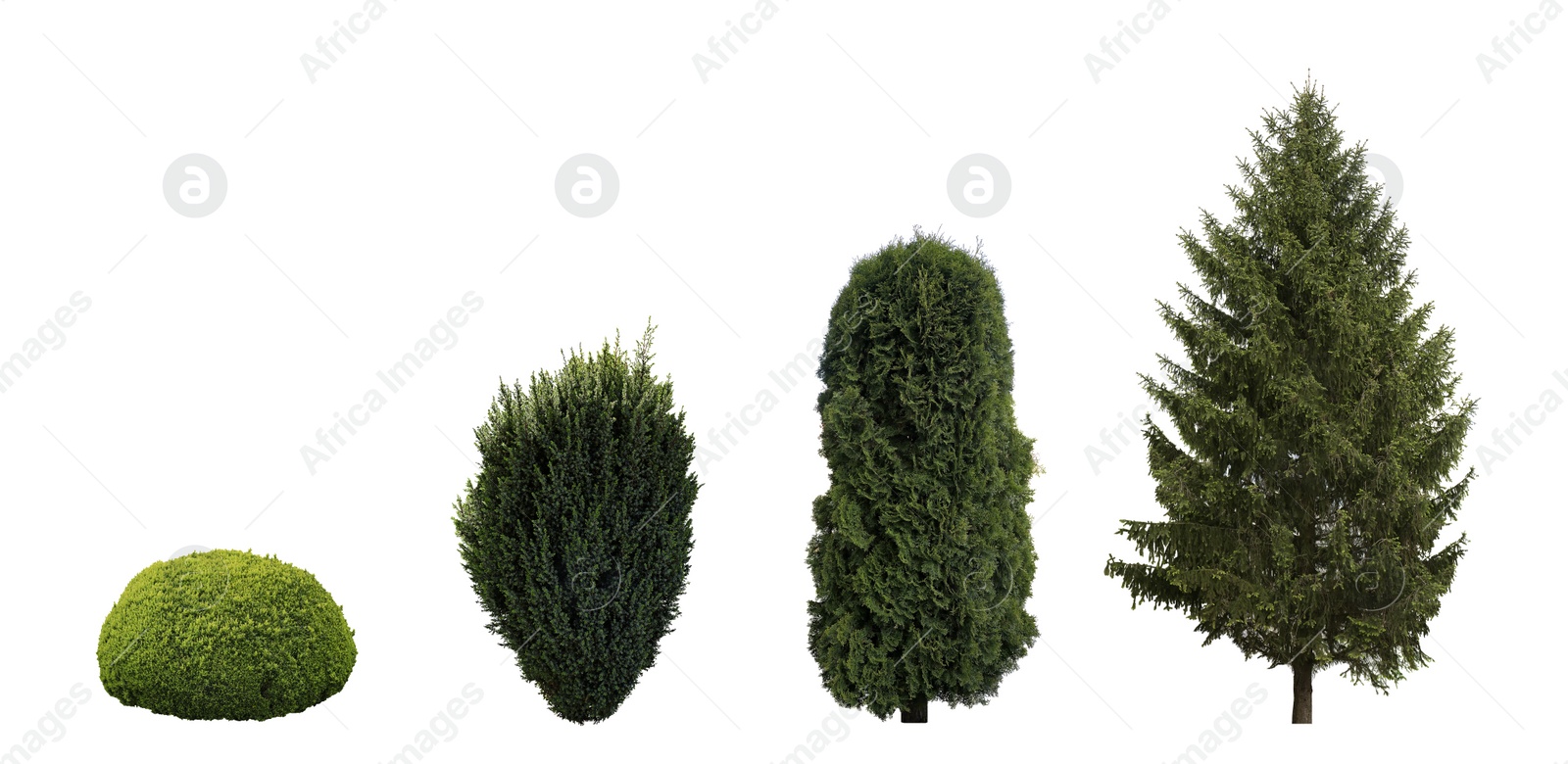 Image of Set with beautiful green coniferous tree and shrubs on white background. Banner design