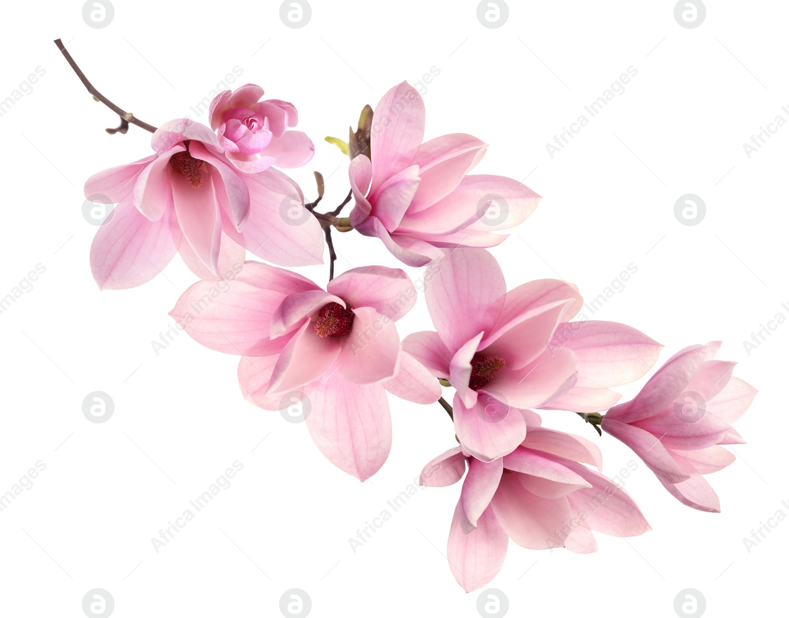 Image of Beautiful pink magnolia flowers on white background