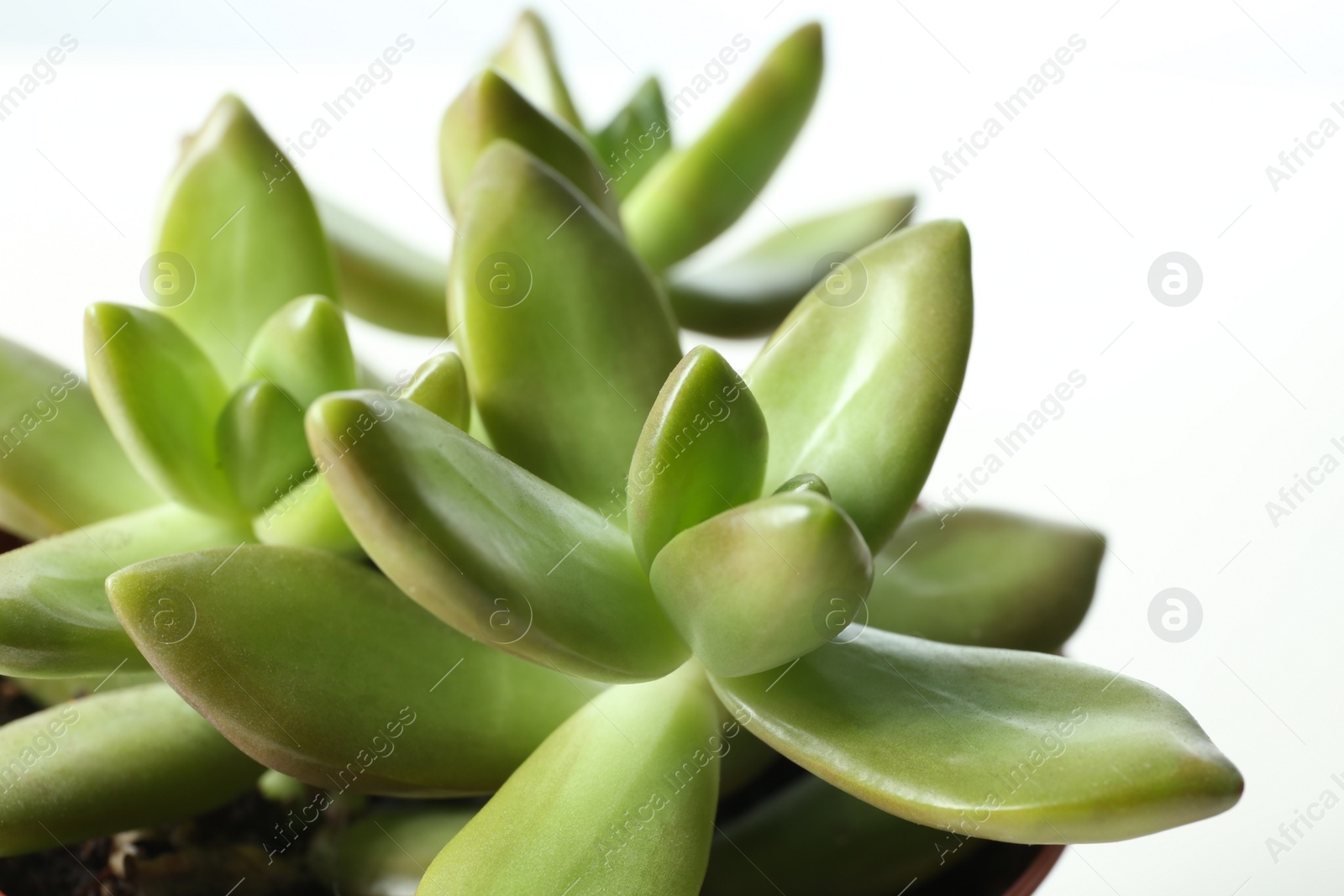 Photo of Beautiful echeverias on white background, closeup. Succulent plants