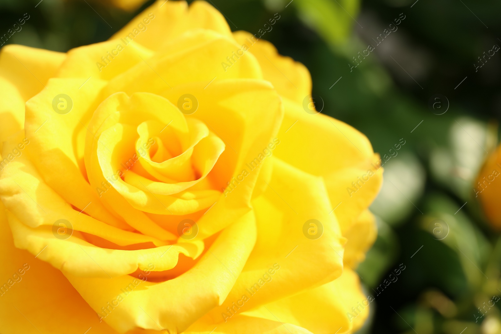 Photo of Beautiful blooming yellow rose in garden on summer day, closeup