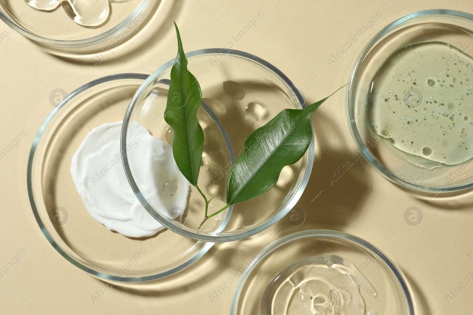 Photo of Petri dishes with cosmetic products and leaves on beige background, flat lay