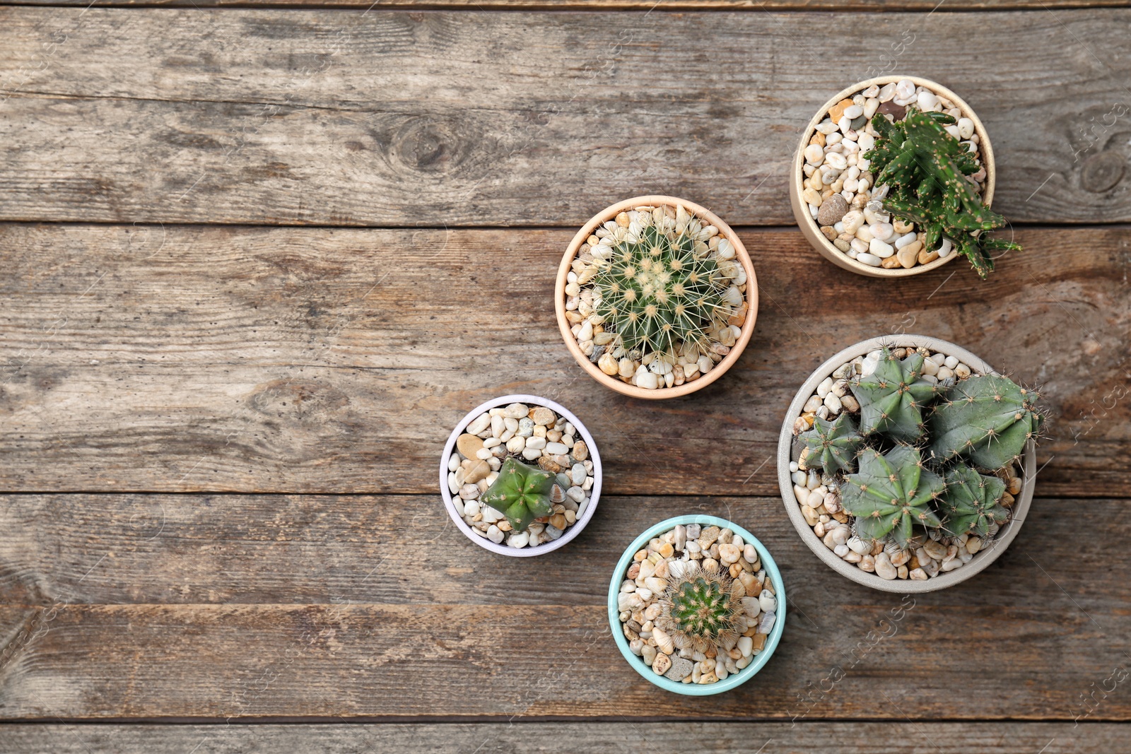 Photo of Beautiful cacti on wooden background, top view