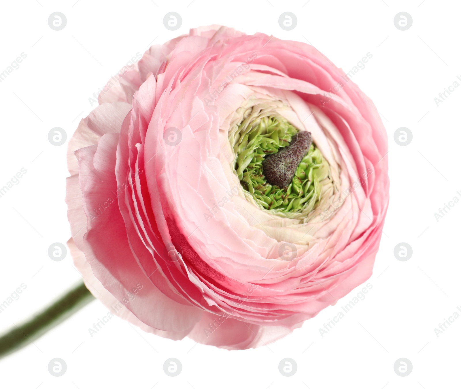 Photo of Beautiful ranunculus flower on white background