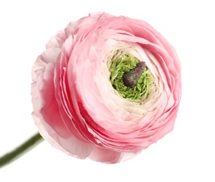 Photo of Beautiful ranunculus flower on white background